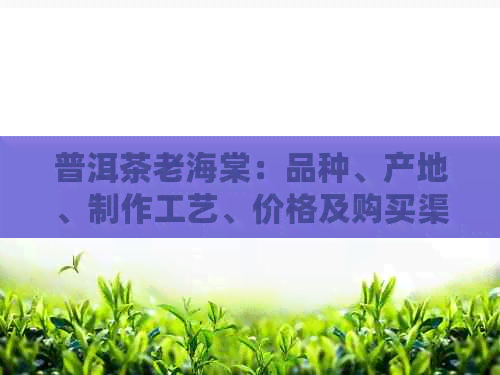 普洱茶老海棠：品种、产地、制作工艺、价格及购买渠道全方位解析