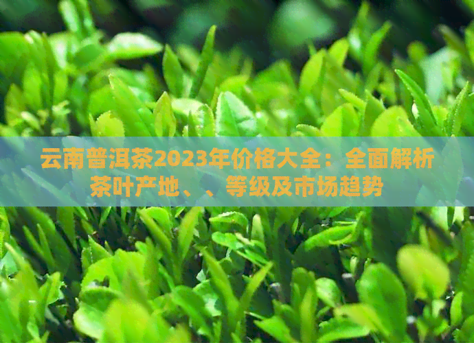 云南普洱茶2023年价格大全：全面解析茶叶产地、、等级及市场趋势