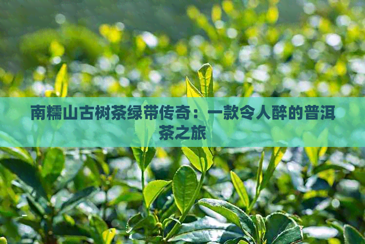 南糯山古树茶绿带传奇：一款令人醉的普洱茶之旅