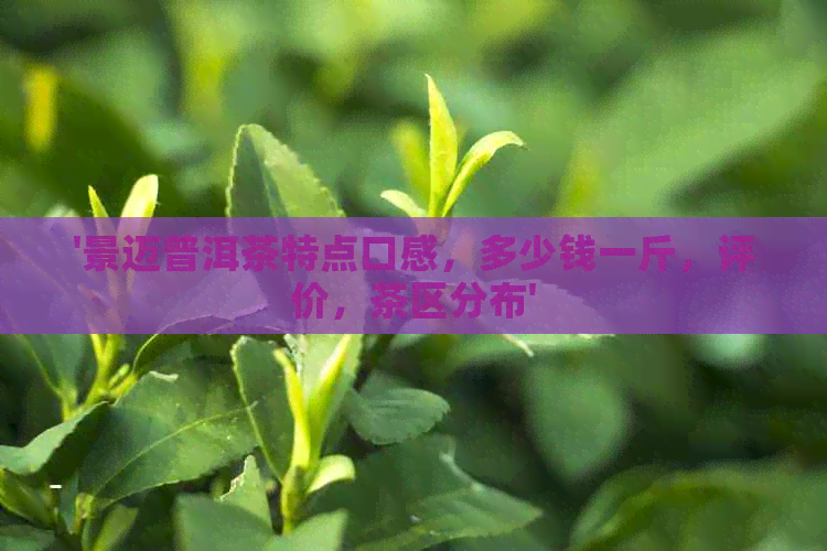 '景迈普洱茶特点口感，多少钱一斤，评价，茶区分布'