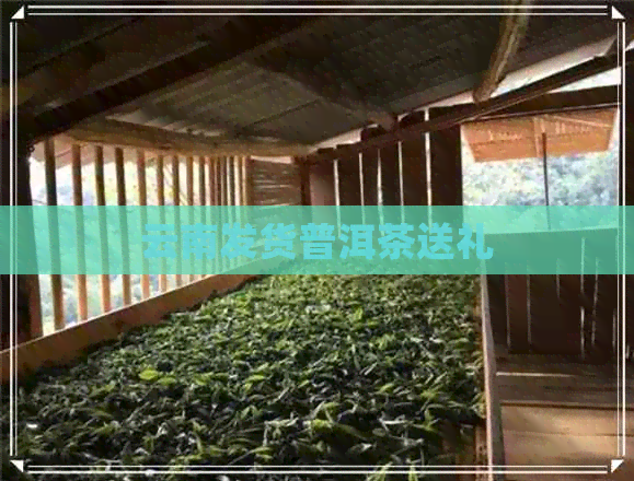 云南发货普洱茶送礼