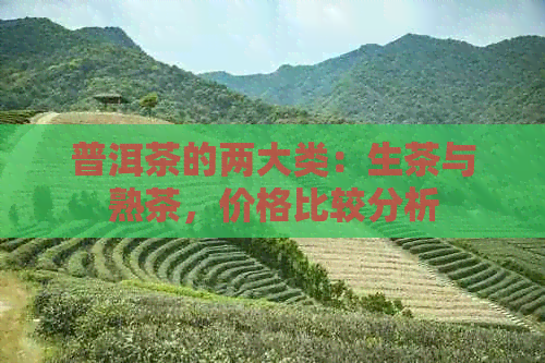 普洱茶的两大类：生茶与熟茶，价格比较分析