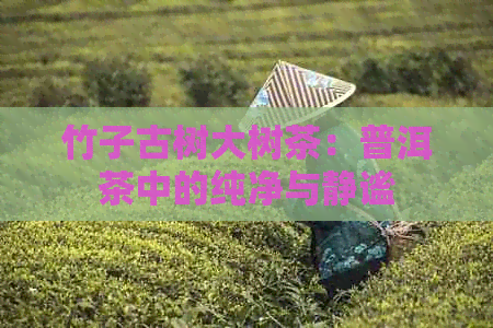 竹子古树大树茶：普洱茶中的纯净与静谧