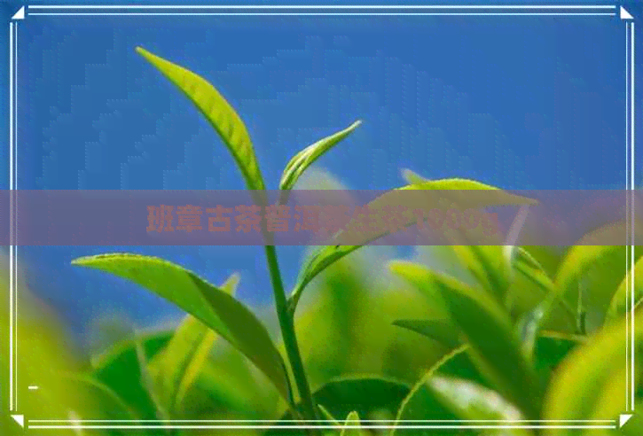 班章古茶普洱茶生茶1000g