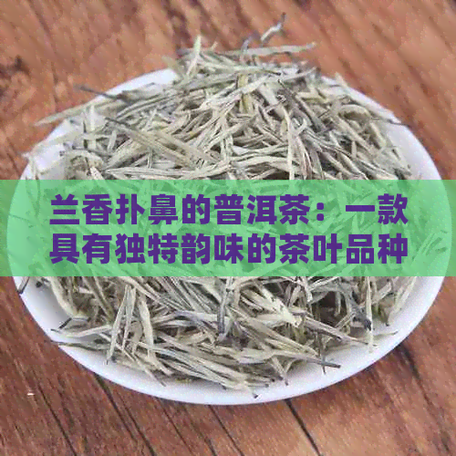 兰香扑鼻的普洱茶：一款具有独特韵味的茶叶品种