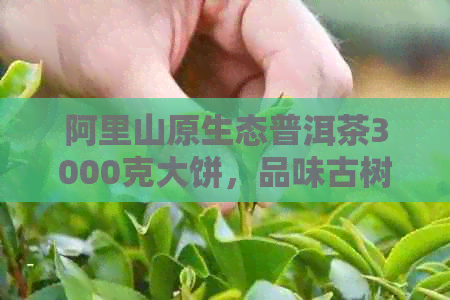 阿里山原生态普洱茶3000克大饼，品味古树韵味的纯正之选