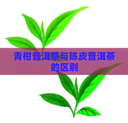 青柑普洱茶与陈皮普洱茶的区别