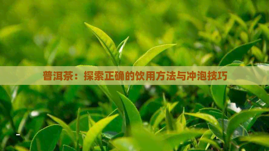 普洱茶：探索正确的饮用方法与冲泡技巧