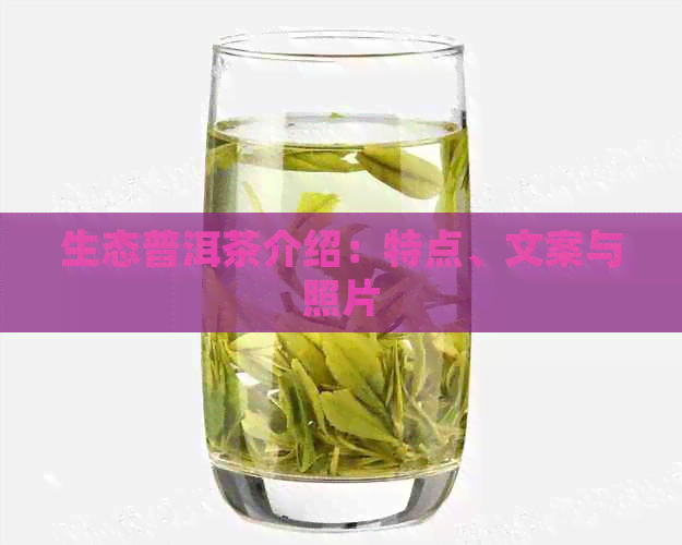 生态普洱茶介绍：特点、文案与照片