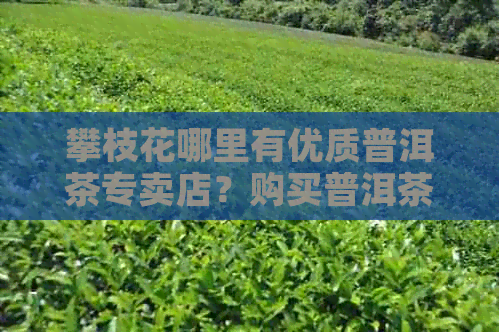 攀枝花哪里有优质普洱茶专卖店？购买普洱茶的选择和指南