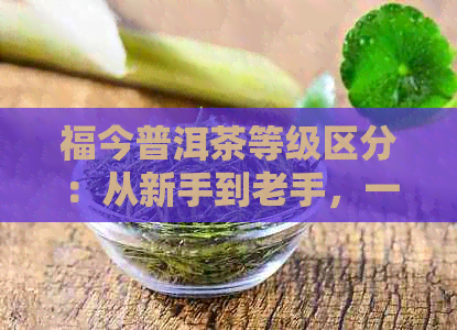 福今普洱茶等级区分：从新手到老手，一文解析各类茶叶的品质与价值