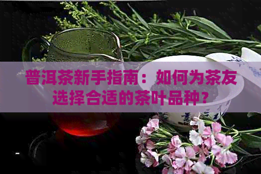 普洱茶新手指南：如何为茶友选择合适的茶叶品种？