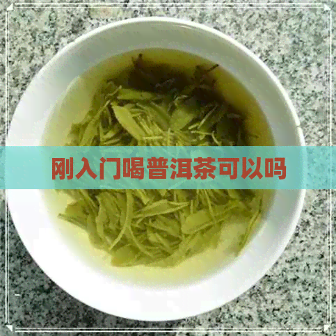 刚入门喝普洱茶可以吗