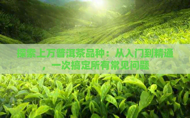 探索上万普洱茶品种：从入门到精通，一次搞定所有常见问题