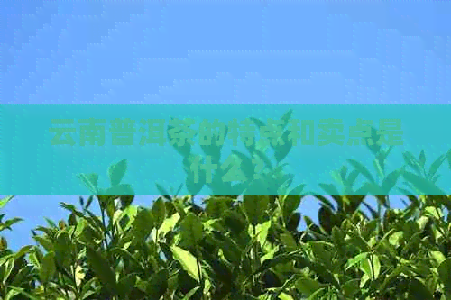 云南普洱茶的特点和卖点是什么？