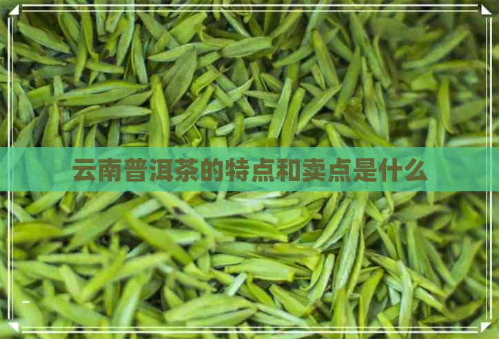 云南普洱茶的特点和卖点是什么