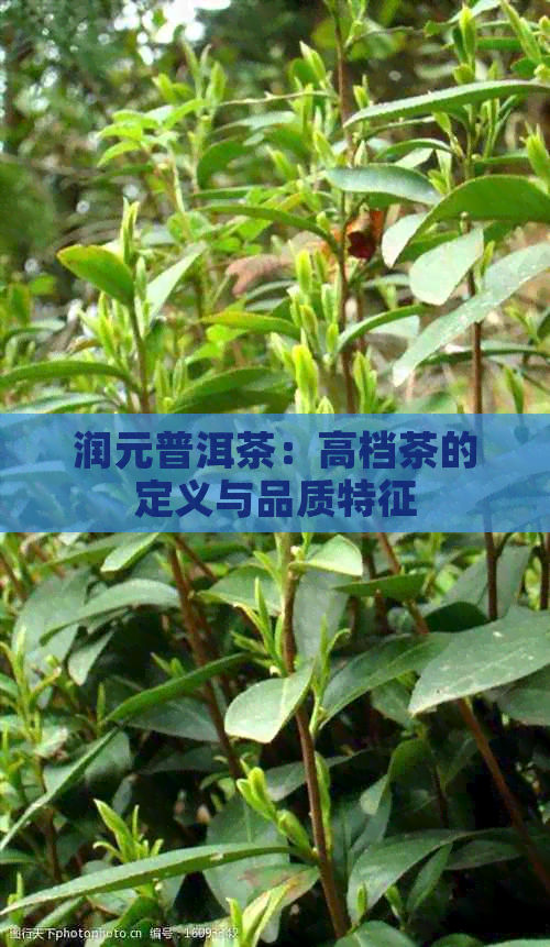 润元普洱茶：高档茶的定义与品质特征