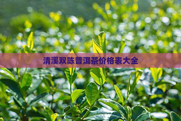 清溪双陈普洱茶价格表大全