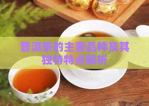 普洱茶的主要品种及其独特特点解析