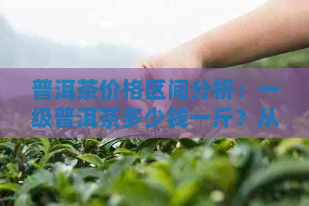 普洱茶价格区间分析：一级普洱茶多少钱一斤？从不同品质和产地了解行情