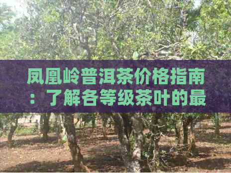 凤凰岭普洱茶价格指南：了解各等级茶叶的最新市场价及购买建议