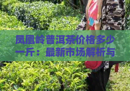 凤凰岭普洱茶价格多少一斤：最新市场解析与建议