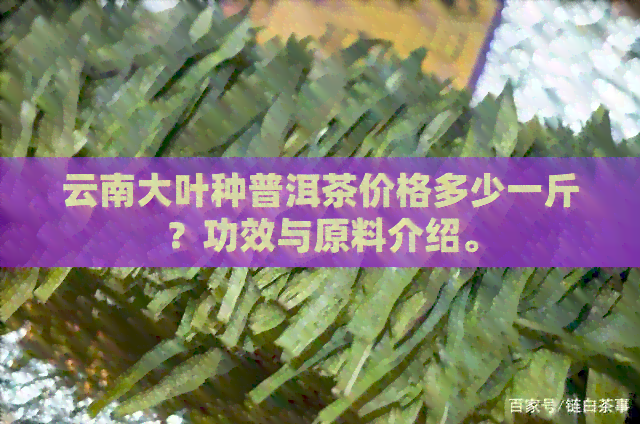 云南大叶种普洱茶价格多少一斤？功效与原料介绍。