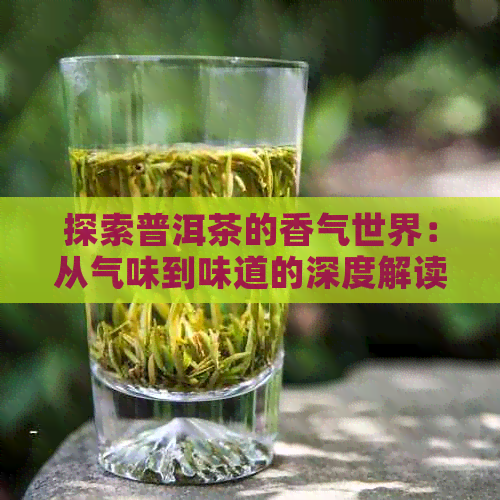 探索普洱茶的香气世界：从气味到味道的深度解读