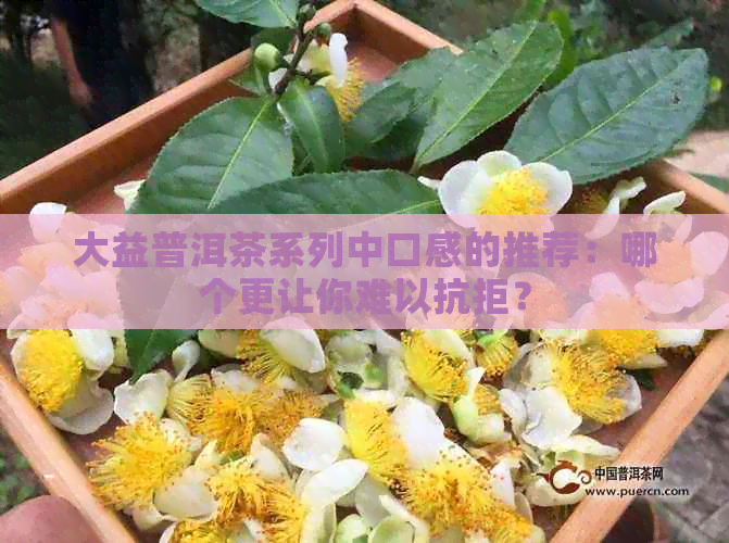 大益普洱茶系列中口感的推荐：哪个更让你难以抗拒？