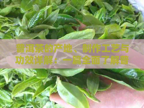 普洱茶的产地、制作工艺与功效详解：一篇全面了解普洱茶的文章