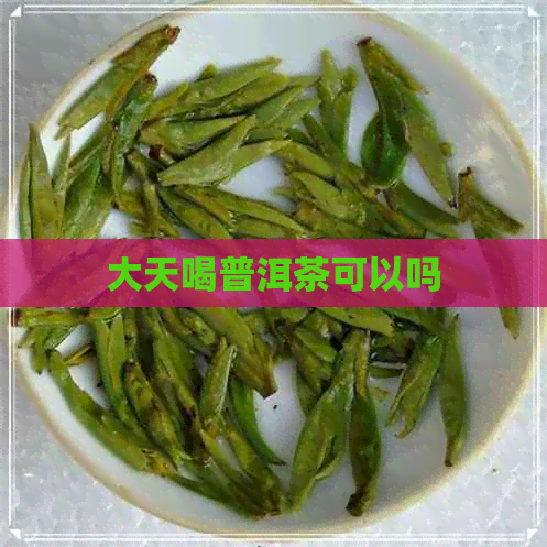 大天喝普洱茶可以吗