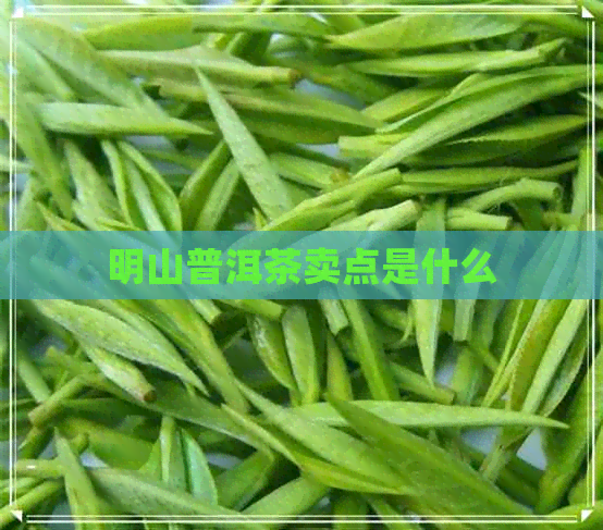 明山普洱茶卖点是什么