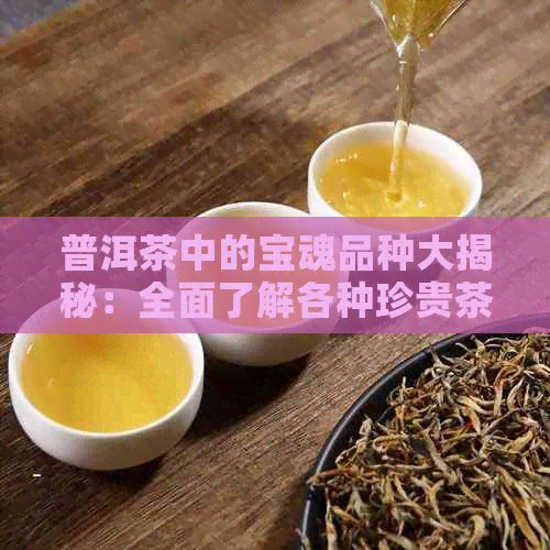 普洱茶中的宝魂品种大揭秘：全面了解各种珍贵茶叶的特点与价值