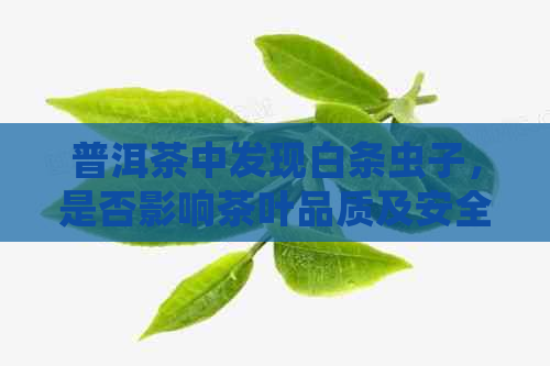 普洱茶中发现白条虫子，是否影响茶叶品质及安全性？如何处理？