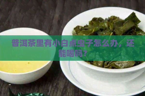 普洱茶里有小白点虫子怎么办，还能喝吗？