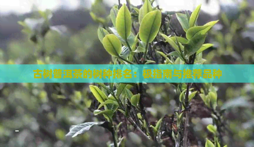 古树普洱茶的树种排名：极指南与推荐品种