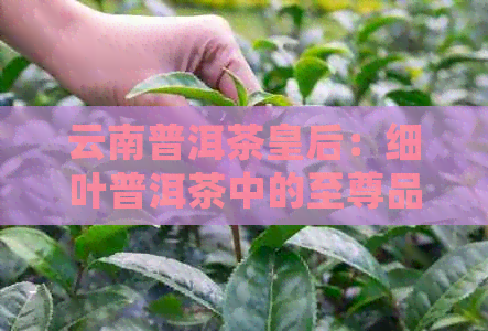 云南普洱茶皇后：细叶普洱茶中的至尊品种