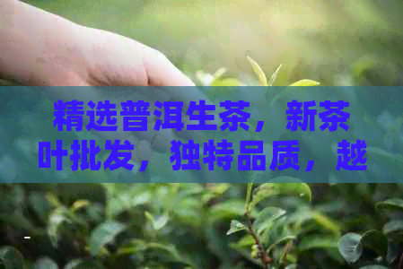 精选普洱生茶，新茶叶批发，独特品质，越价格，茶叶区别一览无余