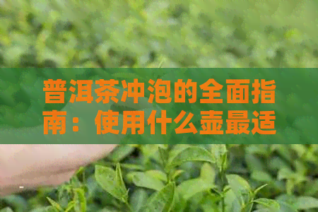 普洱茶冲泡的全面指南：使用什么壶最适合？如何选择和操作？