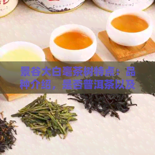 景谷大白毫茶树特点：品种介绍，是否普洱茶以及分类解析