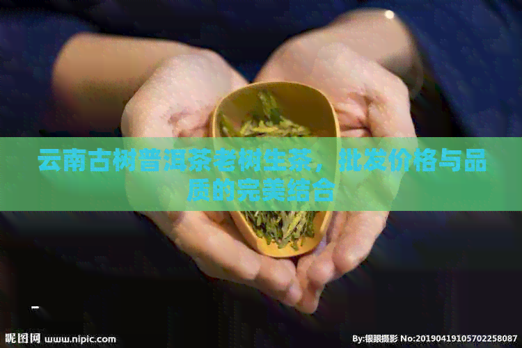 云南古树普洱茶老树生茶，批发价格与品质的完美结合