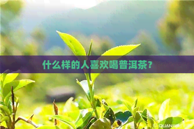 什么样的人喜欢喝普洱茶？