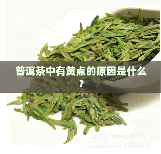 普洱茶中有黄点的原因是什么？