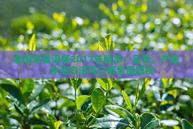 老班章普洱茶2017年版本：品质、产地、冲泡方法与口感全面解析