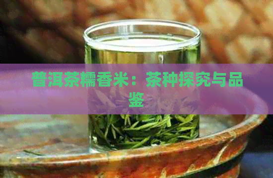 普洱茶糯香米：茶种探究与品鉴