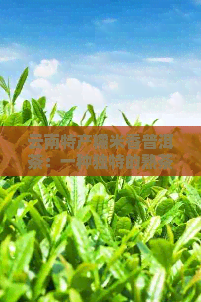 云南特产糯米香普洱茶：一种独特的熟茶品味与健功效探索