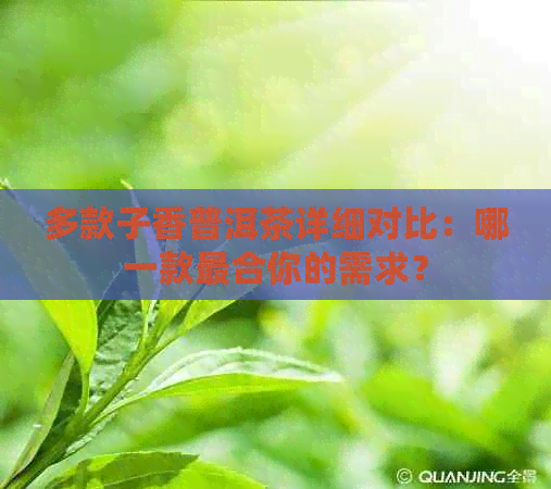 多款子香普洱茶详细对比：哪一款最合你的需求？