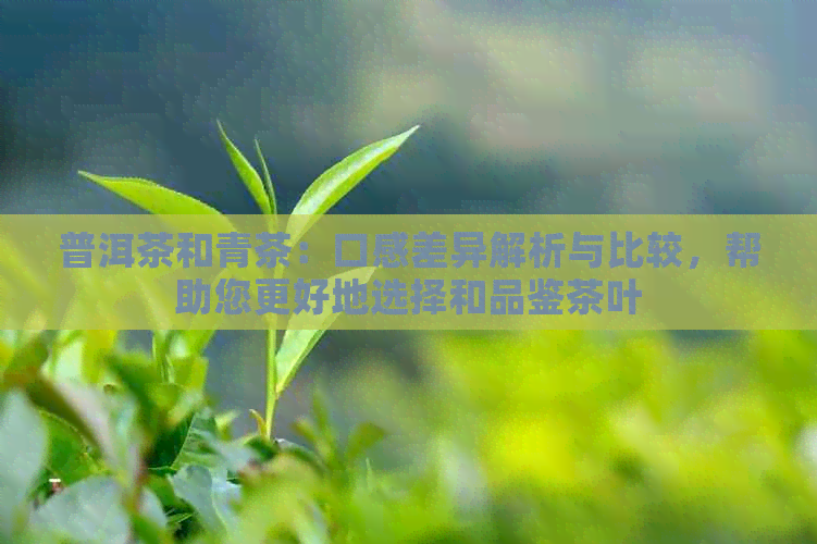 普洱茶和青茶：口感差异解析与比较，帮助您更好地选择和品鉴茶叶