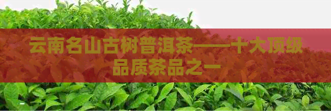 云南名山古树普洱茶——十大顶级品质茶品之一