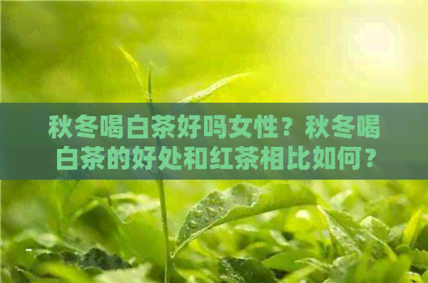 秋冬喝白茶好吗女性？秋冬喝白茶的好处和红茶相比如何？